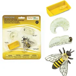 Levenscyclus Honingbij Safari Ltd