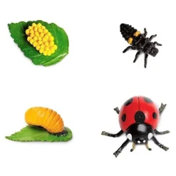 Levenscyclus Lieveheersbeestje Safari Ltd