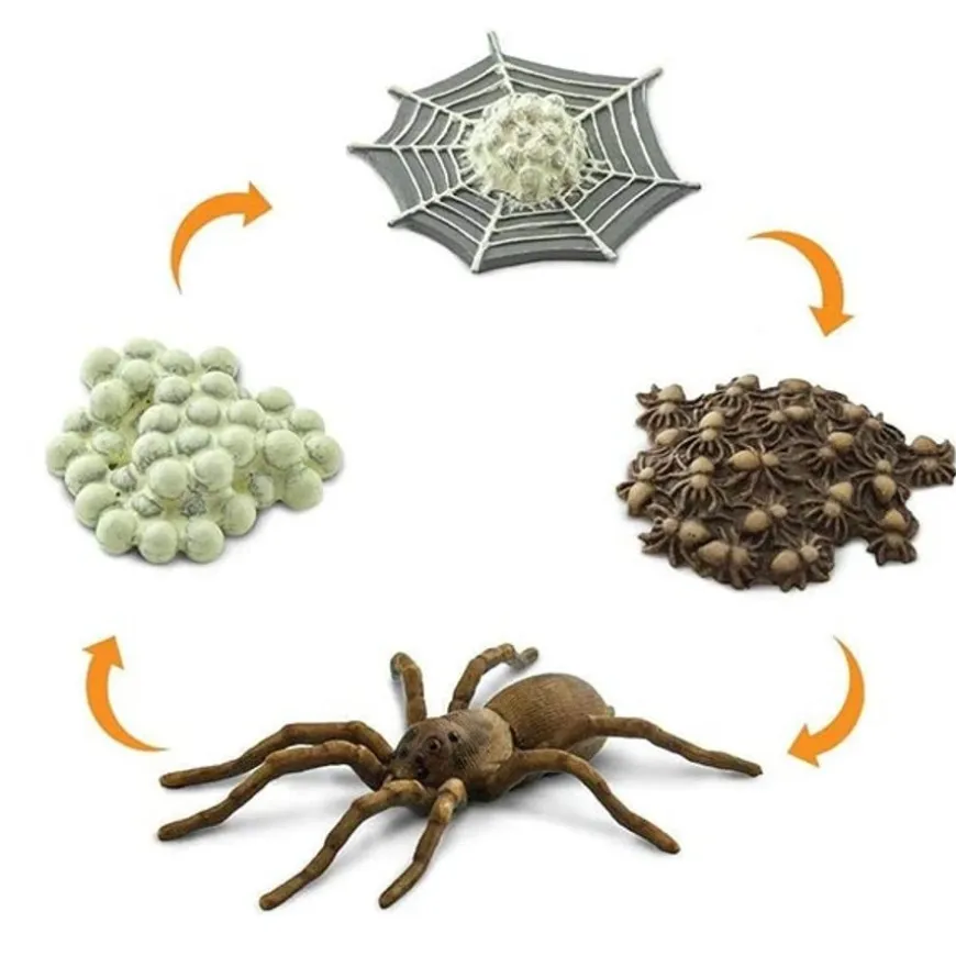 Levenscyclus Spin Safari Ltd