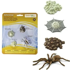 Levenscyclus Spin Safari Ltd