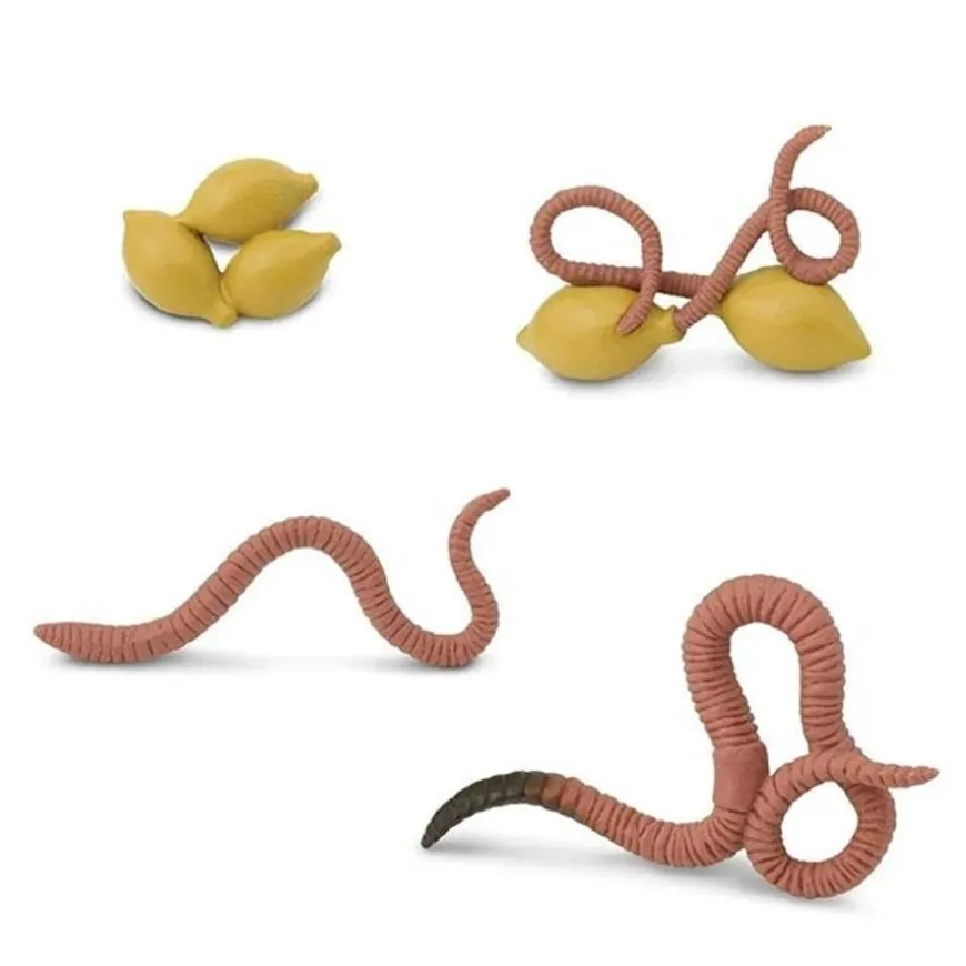 Levenscyclus Worm Safari Ltd